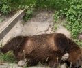 Εκτέλεσαν άλλη μια αρκούδα στο Βροντερό Φλώρινας